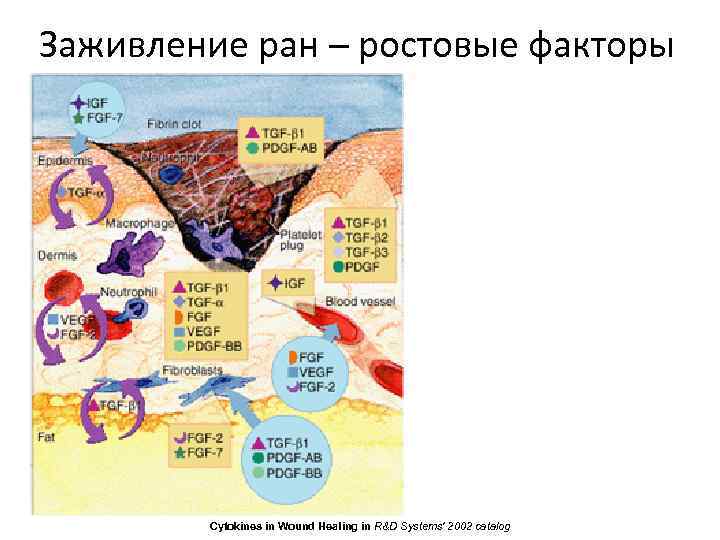 Заживление ран – ростовые факторы Cytokines in Wound Healing in R&D Systems' 2002 catalog