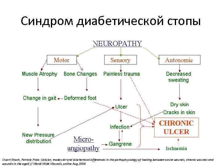 Синдром диабетической стопы Stuart Enoch, Patricia Price. Cellular, molecular and biochemical differences in the