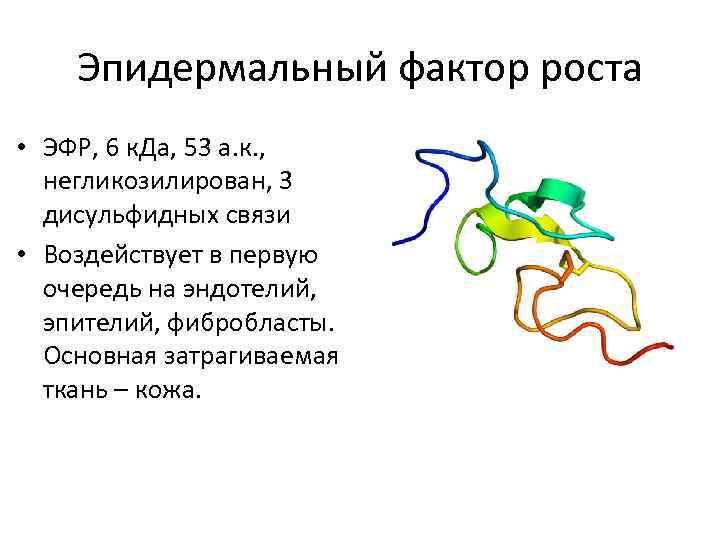 Эпидермальный фактор роста • ЭФР, 6 к. Да, 53 а. к. , негликозилирован, 3