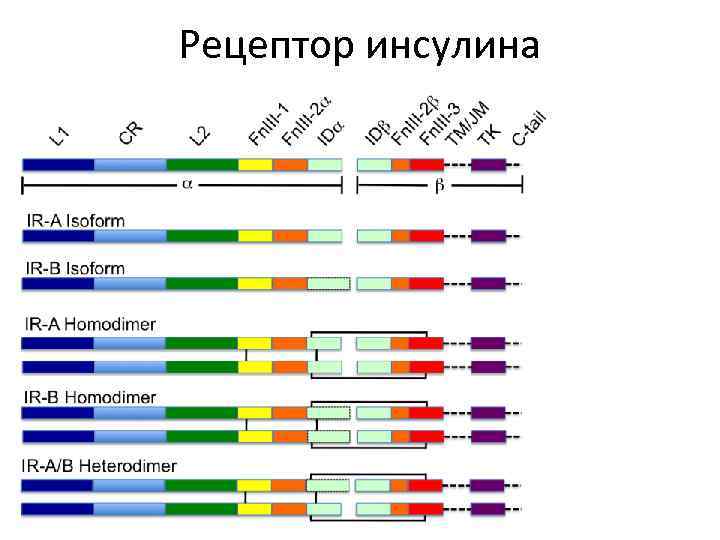Рецептор инсулина 