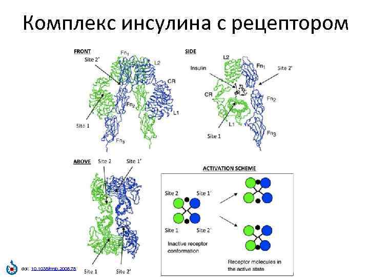 Полипептидный синтез