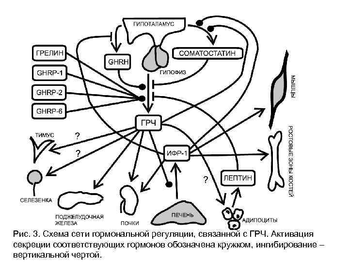 Инсулин и гипофиз. Схема эндокринной регуляции биохимия. Гормональная регуляция лактогенеза (схема). Схема гормональной терапии для MTF. Регуляция гипоталамуса схема.