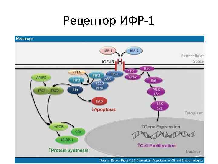 Рецептор ИФР-1 