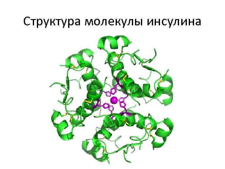 Структура молекулы инсулина 