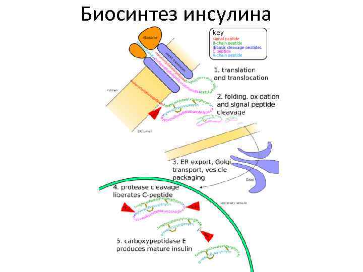 Синтез инсулина последовательность. Схема синтеза инсулина биохимия. Биосинтез инсулина схема биохимия. Индукция синтеза инсулина. Этапы синтеза инсулина биохимия.