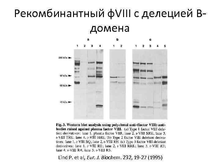 Рекомбинантный ф. VIII с делецией Bдомена Lind P. et al, Eur. J. Biochem. 232,