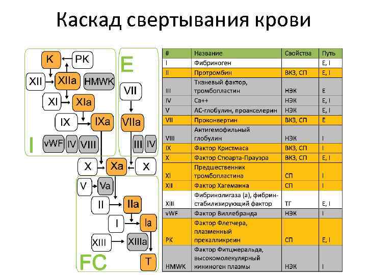 Каскад свертывания крови схема