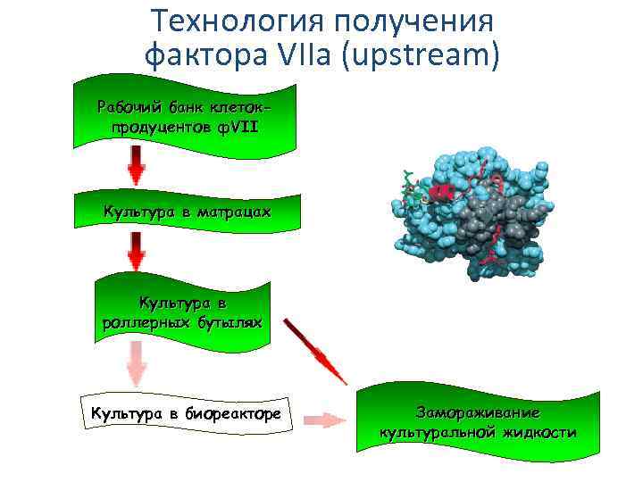 Технология получения фактора VIIa (upstream) Рабочий банк клетокпродуцентов ф. VII Культура в матрацах Культура