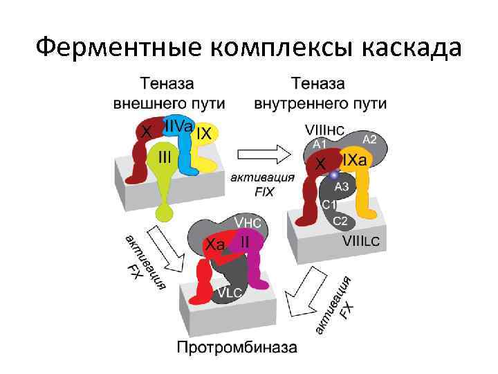 Ферментные комплексы каскада 