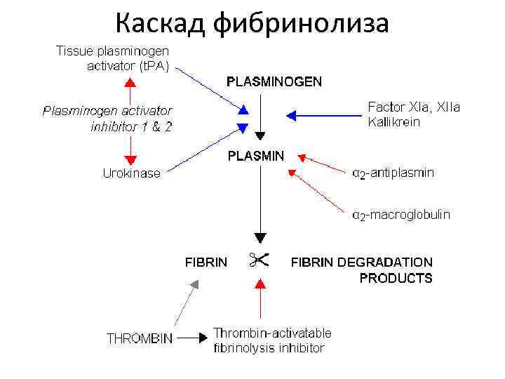 Каскад фибринолиза 