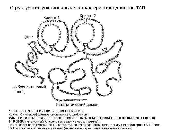 Структурно-функциональная характеристика доменов ТАП Крингл-1 -связывание с рецептором (в печени); Крингл-2 - низкоаффинное связывание