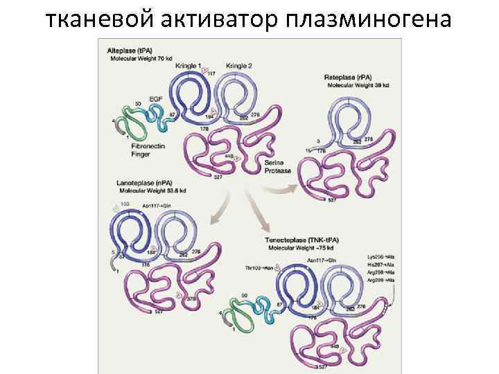 тканевой активатор плазминогена 