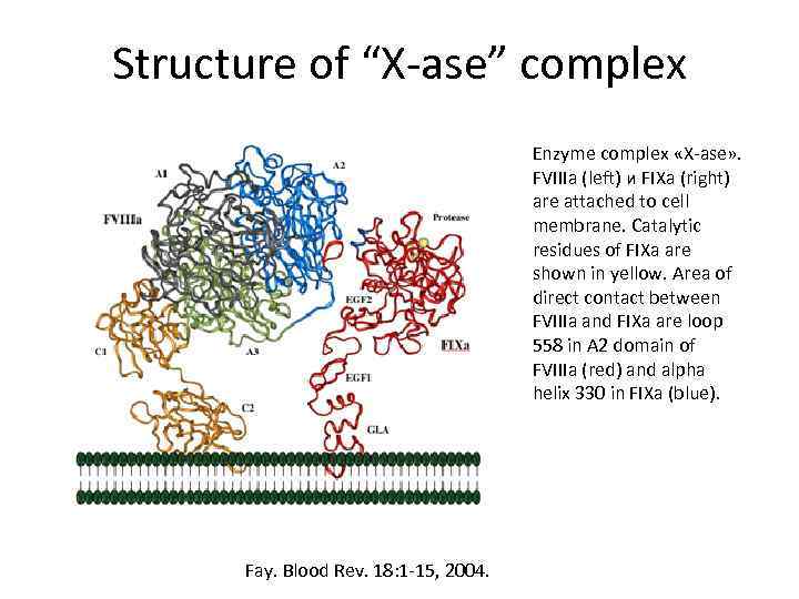 Structure of “X-ase” complex Enzyme complex «X-ase» . FVIIIa (left) и FIXa (right) are