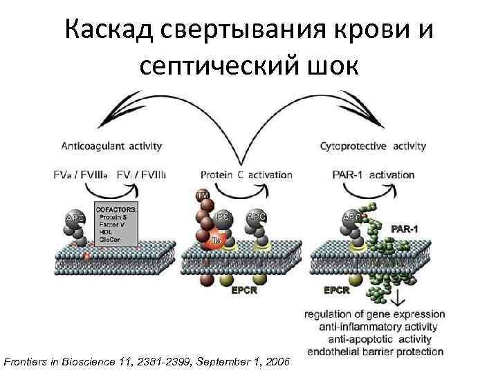 Каскад свертывания крови и септический шок Frontiers in Bioscience 11, 2381 -2399, September 1,