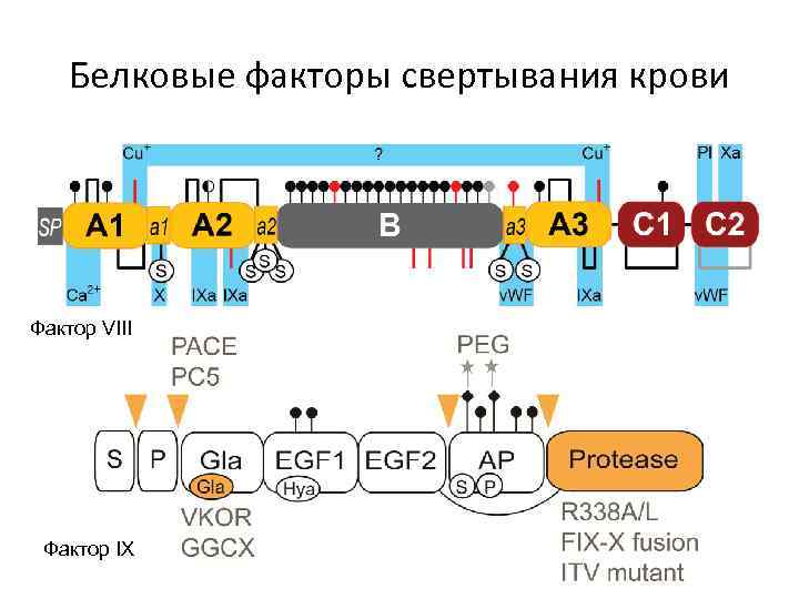 Белковые факторы свертывания крови Фактор VIII Фактор IX 