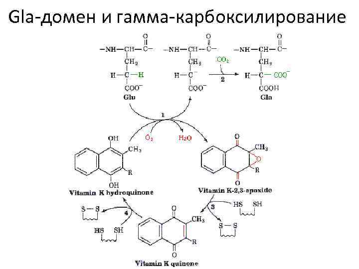 Gla-домен и гамма-карбоксилирование 