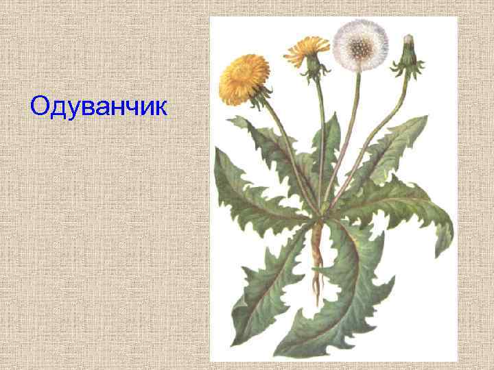 Одуванчик 