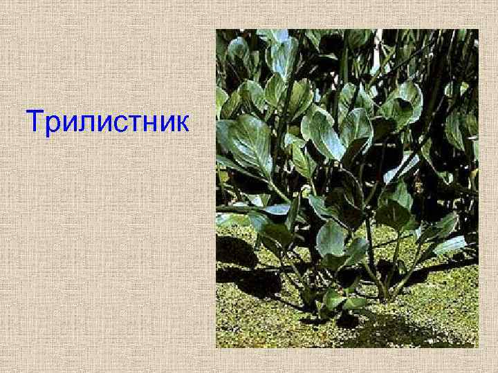 Трилистник 