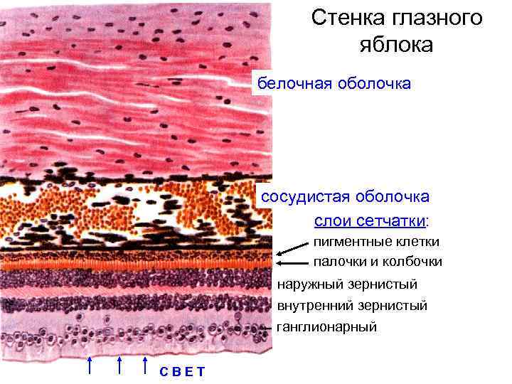 Стенка глазного яблока белочная оболочка сосудистая оболочка слои сетчатки: пигментные клетки палочки и колбочки