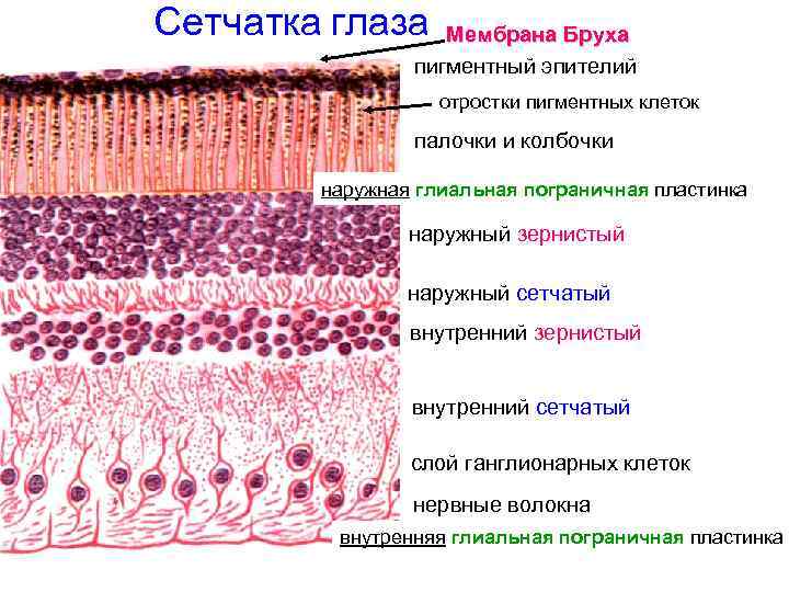 Сетчатка глаза Мембрана Бруха пигментный эпителий отростки пигментных клеток палочки и колбочки наружная глиальная