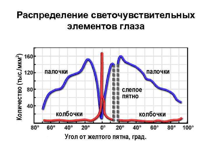 Распределение светочувствительных элементов глаза 