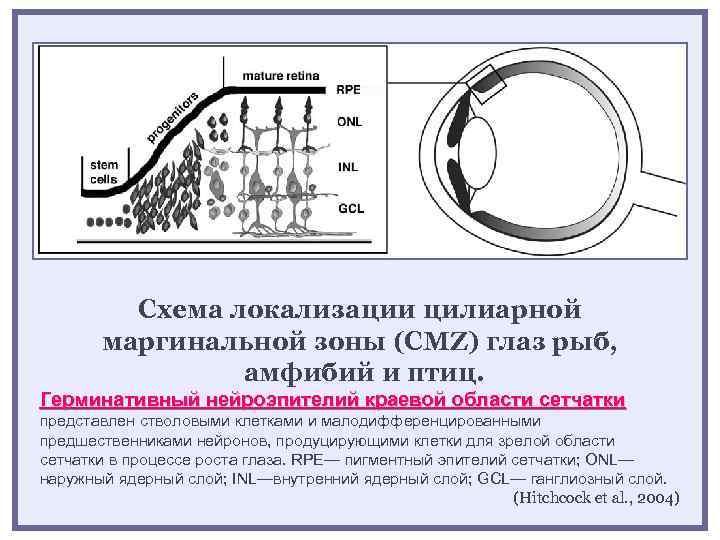 Схема локализации цилиарной маргинальной зоны (СMZ) глаз рыб, амфибий и птиц. Герминативный нейроэпителий краевой