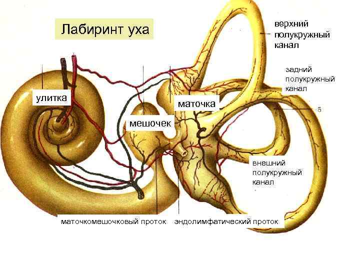 верхний полукружный канал Лабиринт уха задний полукружный канал улитка маточка мешочек внешний полукружный канал