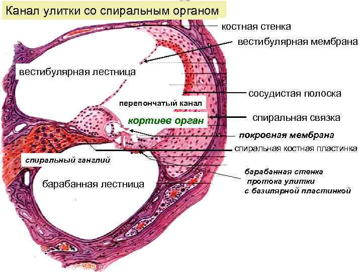 Канал улитки со спиральным органом костная стенка вестибулярная мембрана вестибулярная лестница перепончатый канал кортиев