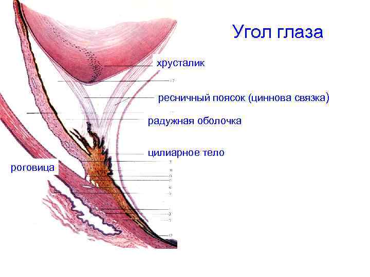 Угол глаза хрусталик ресничный поясок (циннова связка) радужная оболочка цилиарное тело роговица 