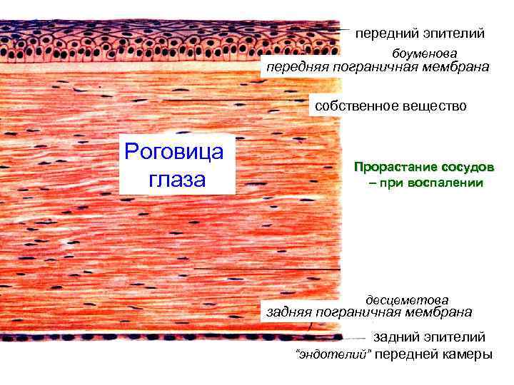 передний эпителий боуменова передняя пограничная мембрана собственное вещество Роговица глаза Прорастание сосудов – при