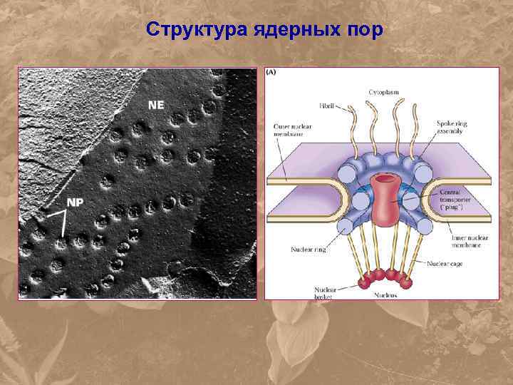 Ядерные поры. Структура ядерной поры. Схема строения ядерной поры. Строение ядерной поры. Ядерная пора.