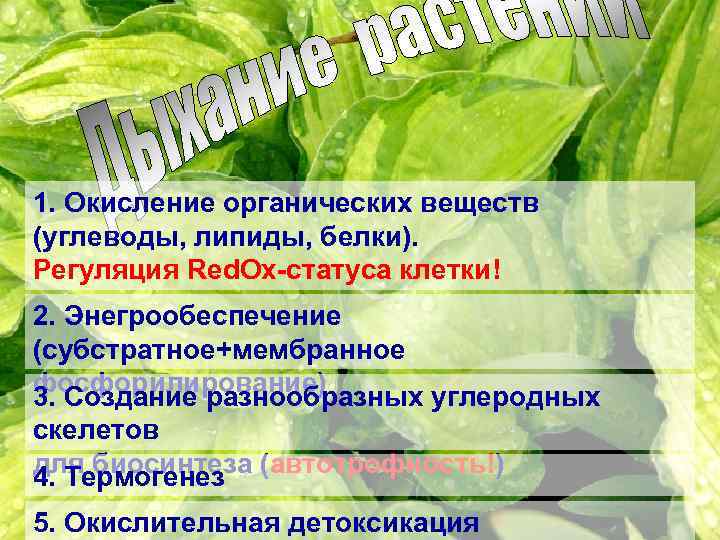 1. Окисление органических веществ (углеводы, липиды, белки). Регуляция Red. Ox-статуса клетки! 2. Энегрообеспечение (субстратное+мембранное