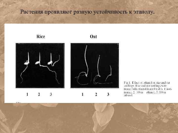 Растения проявляют разную устойчивость к этанолу. 