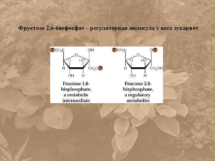 Фруктозо 2, 6 -бисфосфат – регуляторная молекула у всех эукариот 