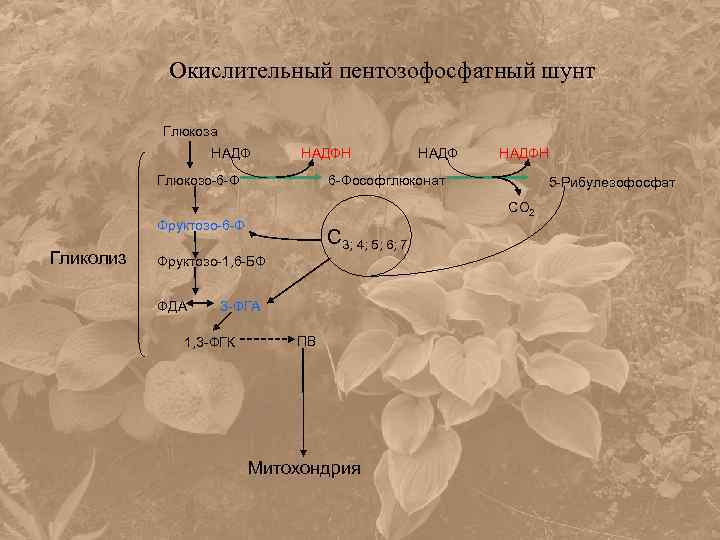 Окислительный пентозофосфатный шунт Глюкоза НАДФН Глюкозо-6 -Ф С 3; 4; 5; 6; 7 3