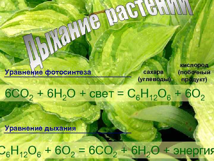 Уравнение фотосинтеза сахара (углеводы) кислород (побочный продукт) 6 CO 2 + 6 H 2