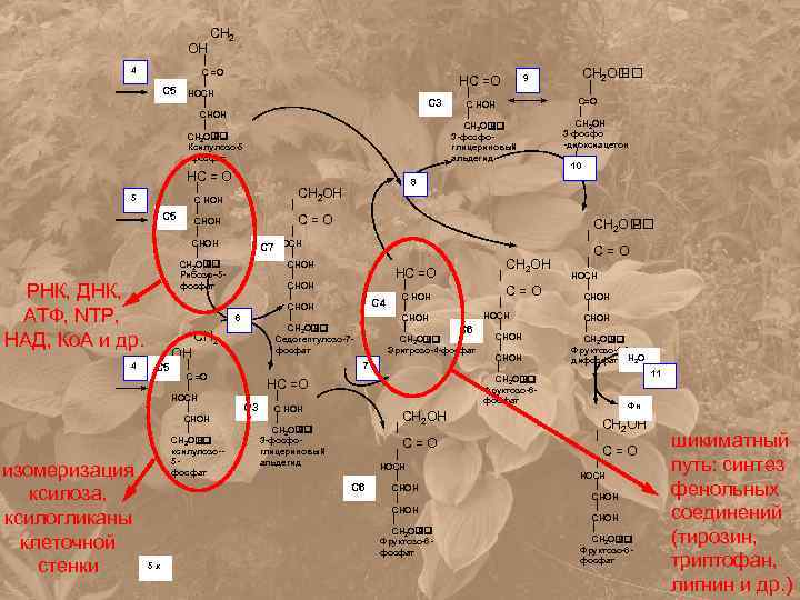 ОН 4 С 5 CH 2 C =O НОCH CHOH CH 2 O P