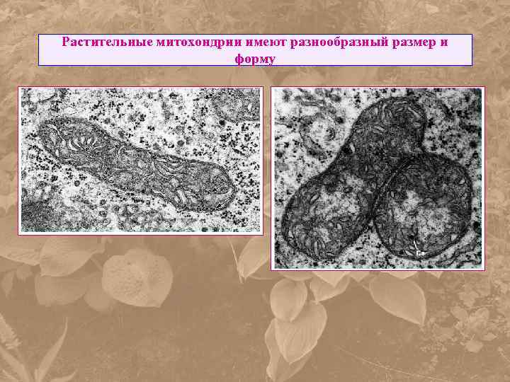 Растительные митохондрии имеют разнообразный размер и форму 