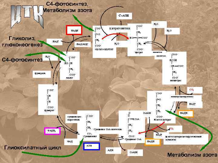 С 4 -фотосинтез, Метаболизм азота Co. ASH НАДН Гликолиз, глюконеогенез С 4 -фотосинтез НАД+