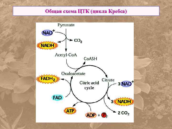 Общая схема ЦТК (цикла Кребса) 