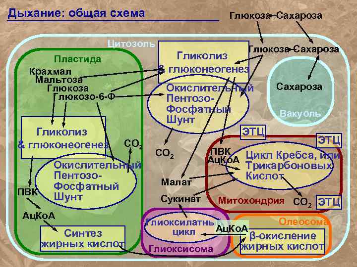 Дыхание: общая схема Глюкоза Сахароза Цитозоль Гликолиз & глюконеогенез Пластида Крахмал Мальтоза Глюкозо-6 -Ф