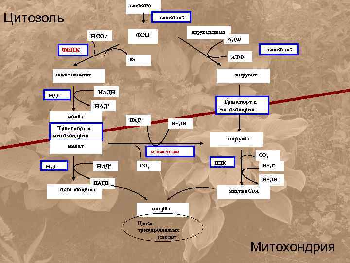 глюкоза Цитозоль гликолиз НСО 3 - пируваткиназа ФЭП АДФ гликолиз ФЕПК АТФ Фн оксалоацетат