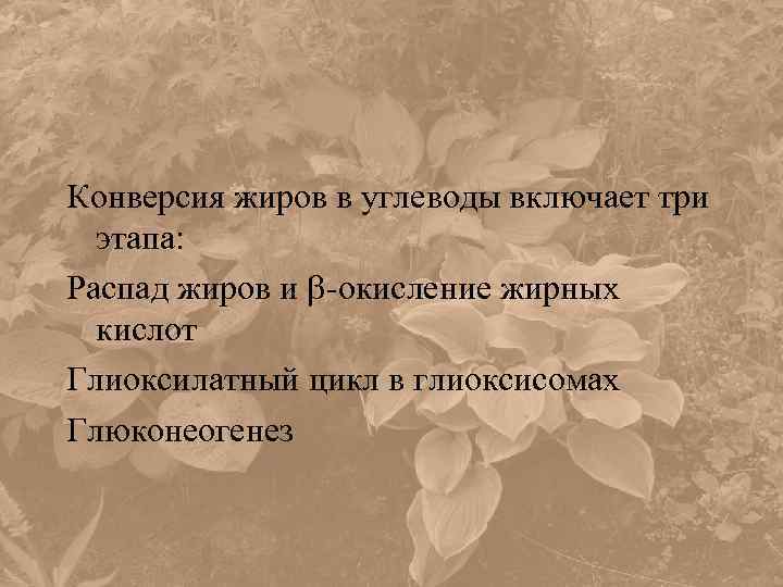 Конверсия жиров в углеводы включает три этапа: Распад жиров и -окисление жирных кислот Глиоксилатный