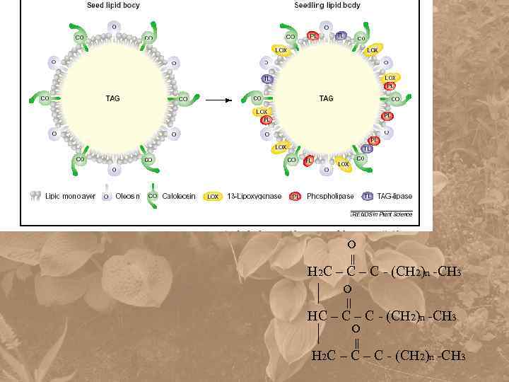 О || Н 2 С – С – С - (СН 2)n -СН 3