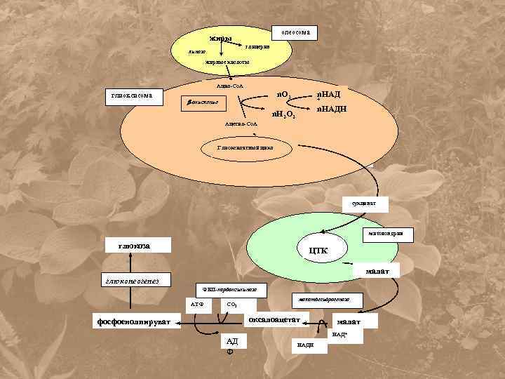 олеосома жиры глицерин липаза жирные кислоты Ацил-Со. А глиоксисома n. O 2 -окисление Ацетил-Со.
