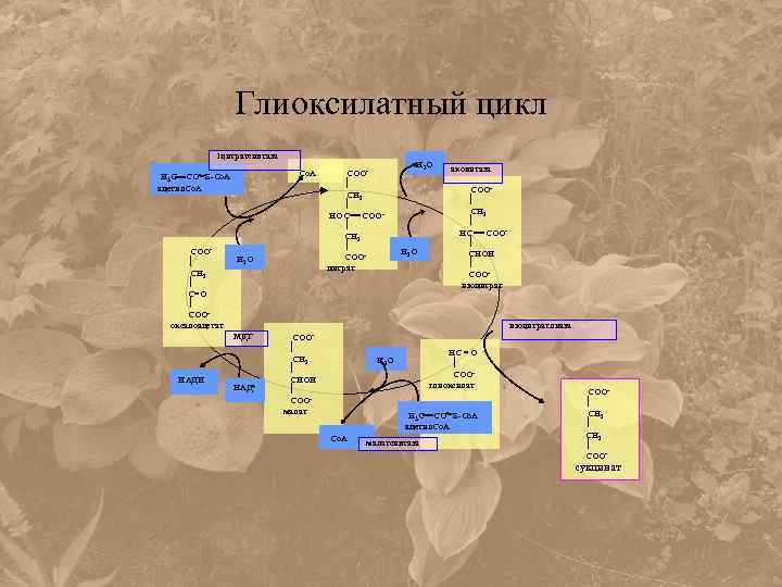 Глиоксилатный цикл 1 цитратсинтаза Н 3 С СО S-Co. A ацетил. Со. А СОО
