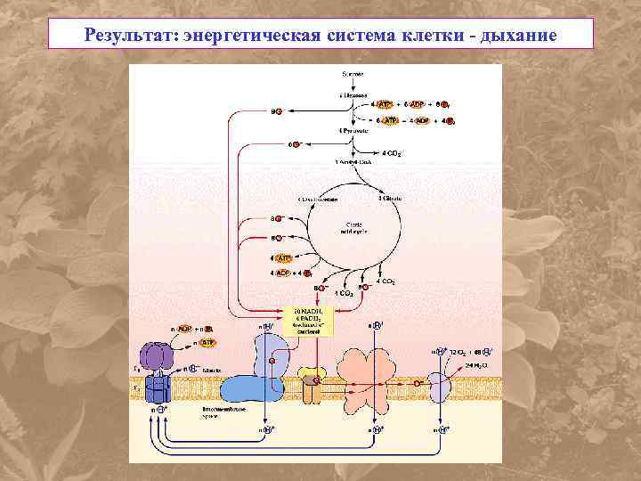 Результат: энергетическая система клетки - дыхание 