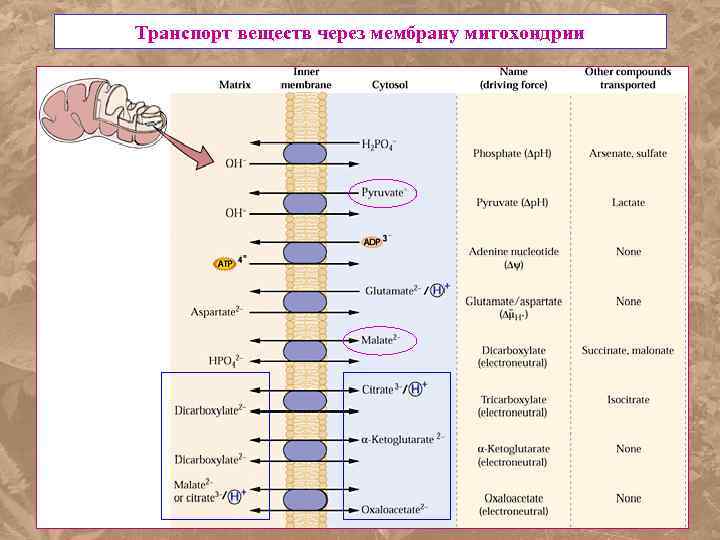Транспорт веществ через мембрану митохондрии 