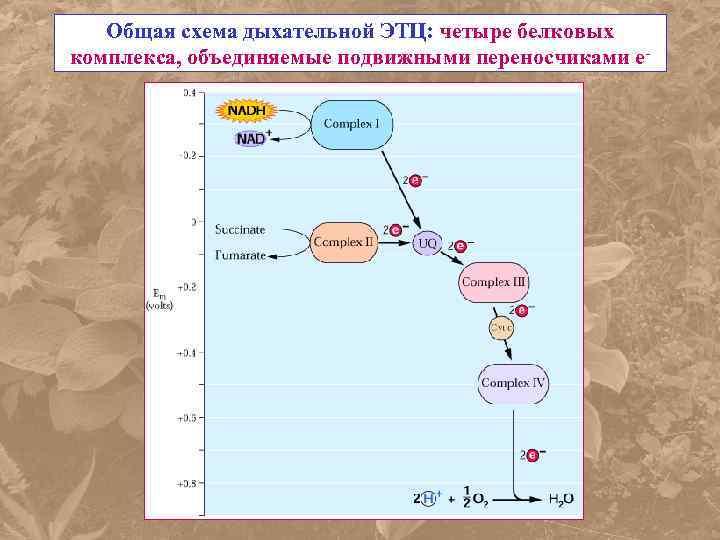 Общая схема дыхательной ЭТЦ: четыре белковых комплекса, объединяемые подвижными переносчиками е- 