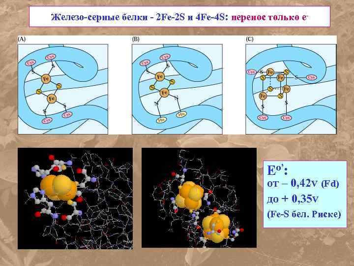 Железо-серные белки - 2 Fe-2 S и 4 Fe-4 S: перенос только е- Eо’: